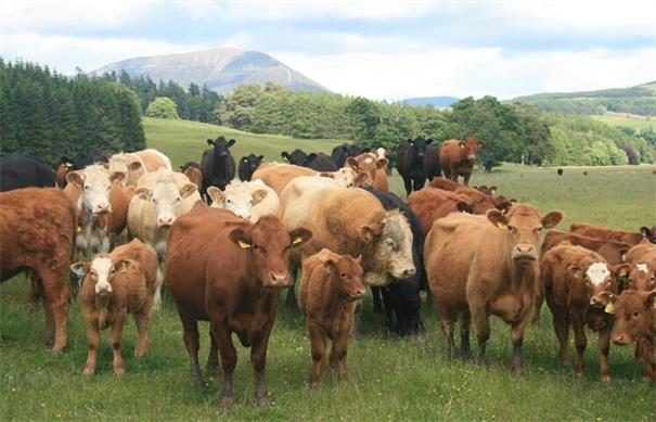 持续干旱引发澳洲肉牛短缺 牛价飙涨出口量下挫