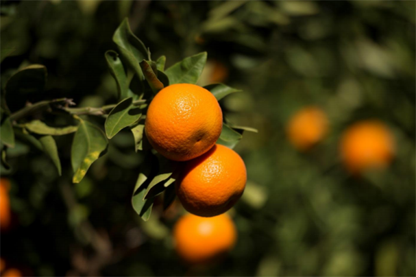 果蔬巨头Costa拟2亿澳元收购澳北最大柑橘种植商2PH