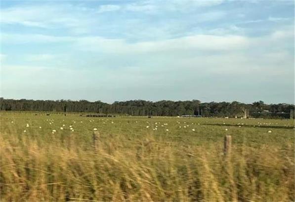 剪羊毛工人短缺       澳洲羊毛产业遭遇挑战