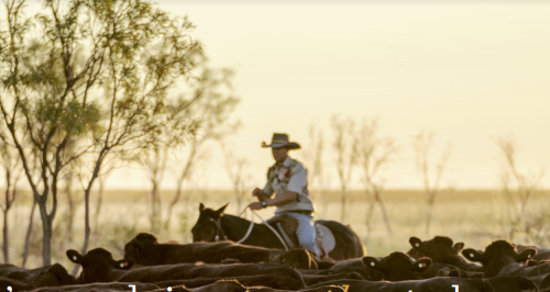 澳洲最大牛肉生产商AACo年度净利润增长200%