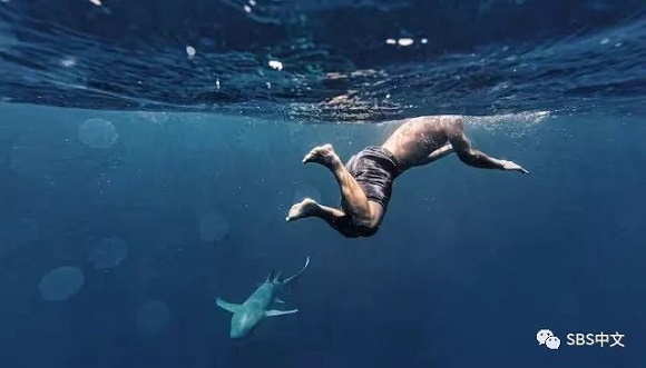 【解读澳洲】游泳时碰到鲨鱼你该怎么做？ 