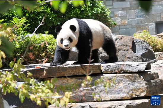 中国大熊猫欢迎活动在澳大利亚阿德莱德动物园举行