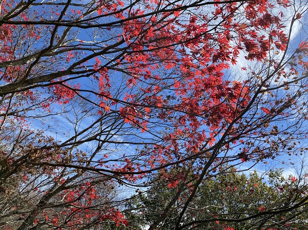 阿尔巴尼斯总理登上长城并发表讲话 强调中澳良好关系利于澳洲经济
