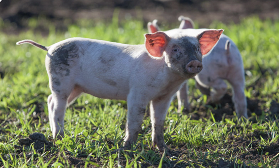 【异动股】兽医诊所运营商Apiam Animal Health (ASX:AHX) 接获收购要约 股价暴涨四成 