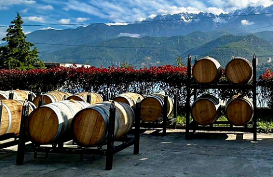 【异动股】中国市场奔富酒销量疲软 Treasury Wine Estates(ASX:TWE) 撤销业绩指引 暂停回购计划 