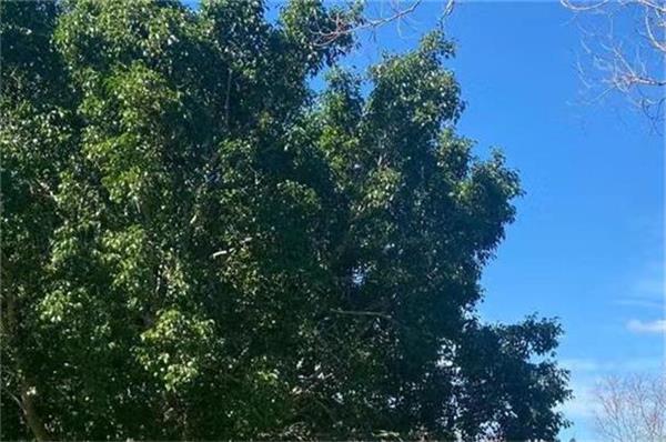 张三铁||郑州怀古赋