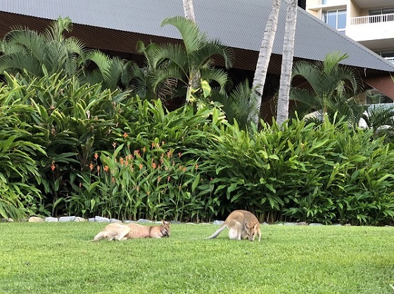 澳大利亚首份完整月度CPI数据今日发布 ABS通胀统计全面转型