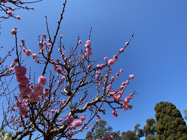 观点｜境外机构投资中国境外发行主权债利息免征增值税的政策意义