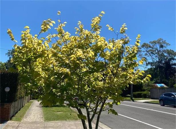 CSL市场尾盘抛出CEO离任公告 股价7分钟内重挫5% 拖累大盘急转收跌 