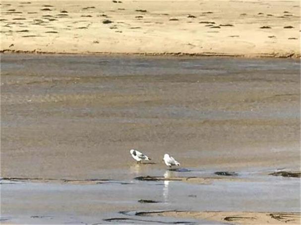 ST Barbara (ASX: SBM)与灵宝黄金3.7亿澳元合资交易预计3月收官，Simberi扩建项目最终投资决策在望 