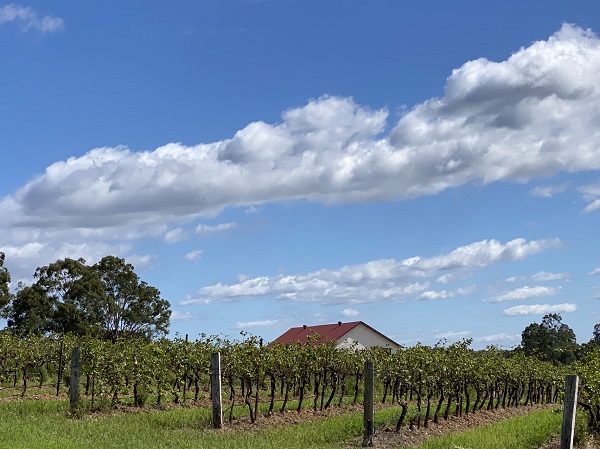 法国亿万富豪持续抄底买入Penfolds所有者Treasury Wine Estate(ASX:TWE)股票