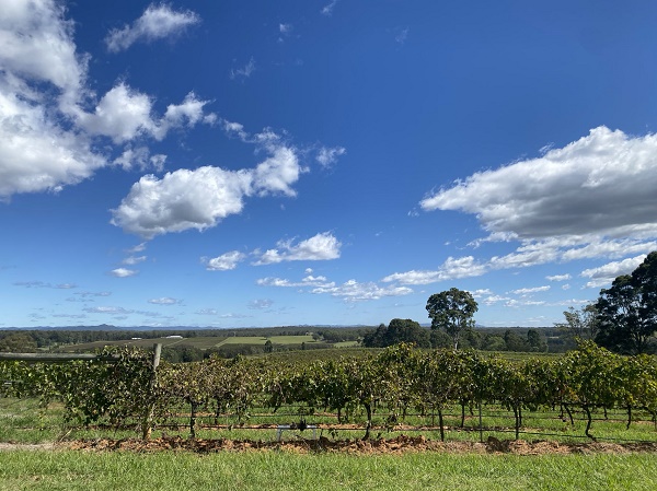 葡萄酒集团Australian Vintage获董事局主席大举增持