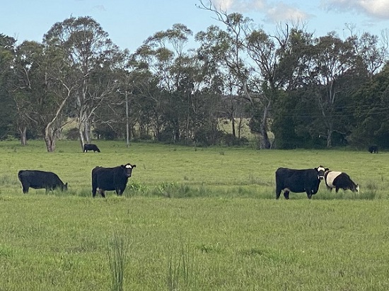 Synlait北岛资产出售前获得银行豁免延期