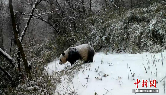 大熊猫变身“功夫熊猫”表演倒立 