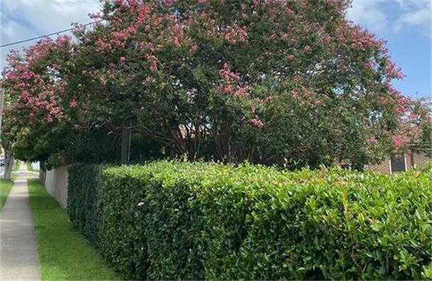 【异动股】Immutep(ASX:IMM) 暴跌88%后大幅反弹 III期肺癌试验终止 研发管线后继乏力 股价强震之后何去何从？ 