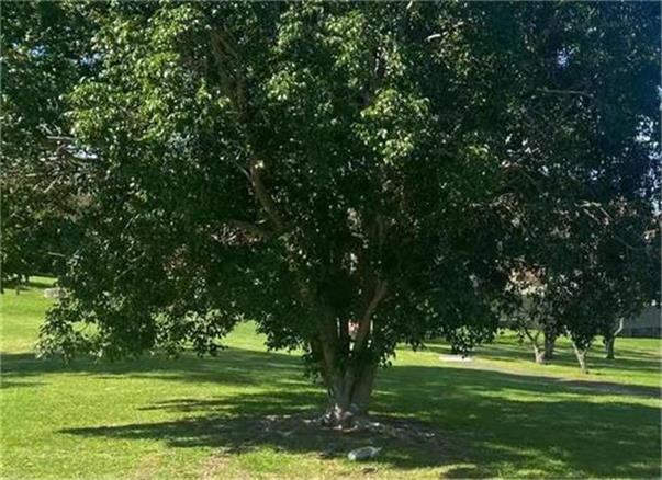 【异动股】Racura Oncology (ASX:RAC) 香港晚期实体瘤心脏保护及抗癌协同作用I期临试完成RC220初始剂量组患者给药 