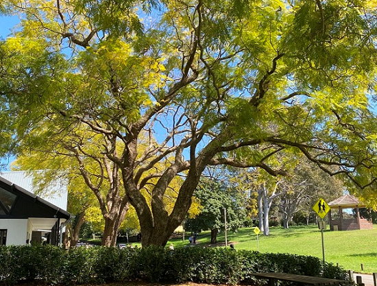 【异动股】Amplia Therapeutics (ASX:ATX) 暴涨109%：晚期胰腺癌ACCENT临试已记录五例完全缓解病例 