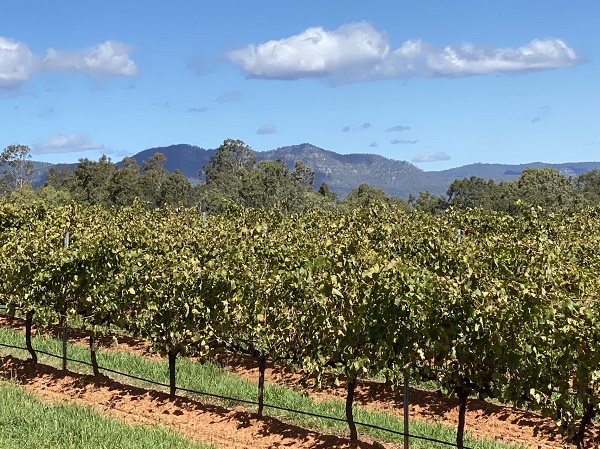 Treasury Wine Estates（ASX:TWE）暂停对华供应奔富Bin 407三个月 深入整顿渠道灰色市场