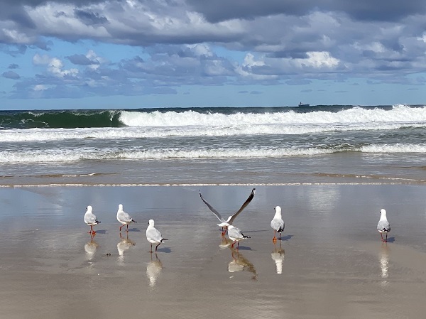 Seagull.jpg