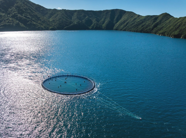 帝王鲑养殖巨头New Zealand King Salmon（ASX:NZK）显著上调2026财年盈利指引